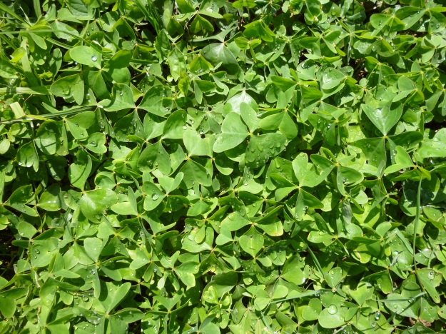Oxalis latifolia nun meizal de Mántaras.
